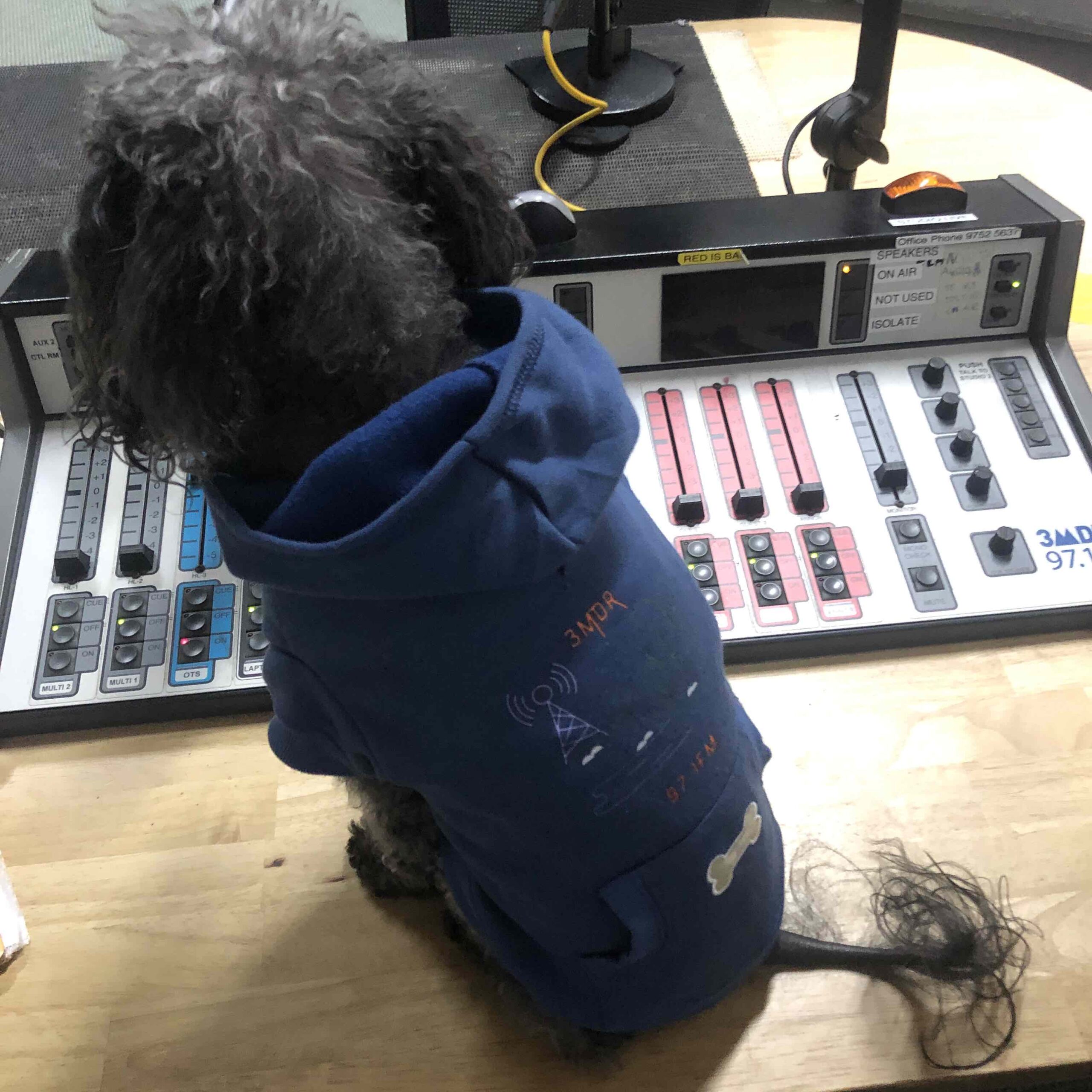 Pet hoodie